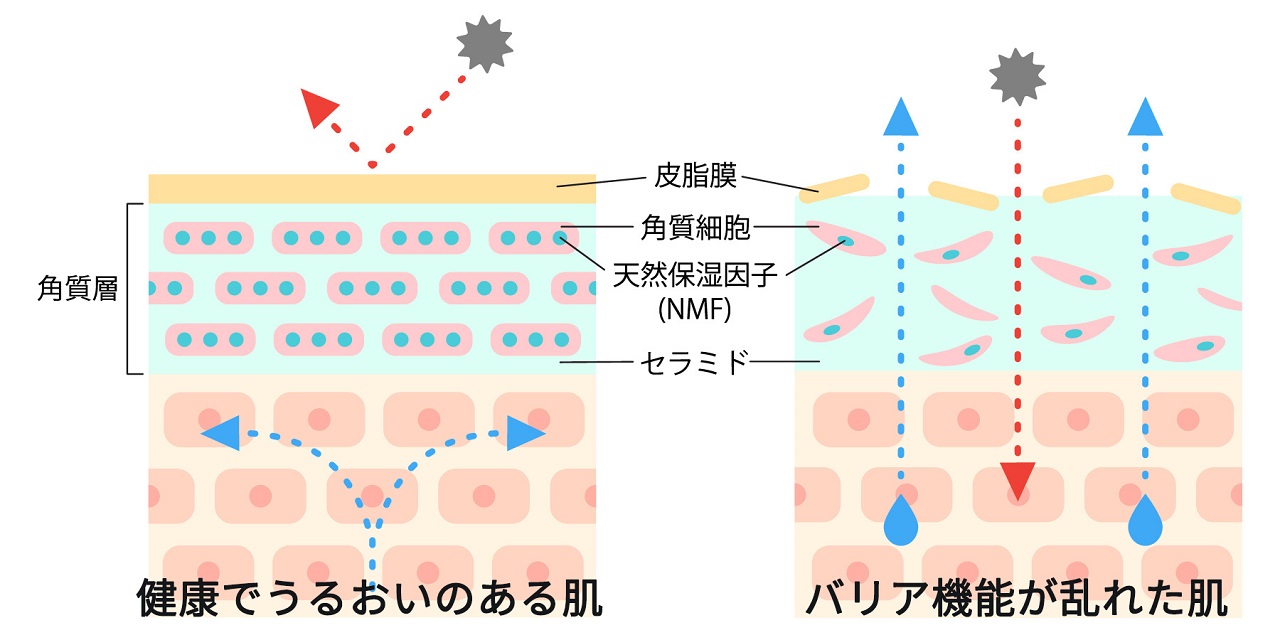 バリア機能が整った肌とバリア機能が乱れた肌の比較図