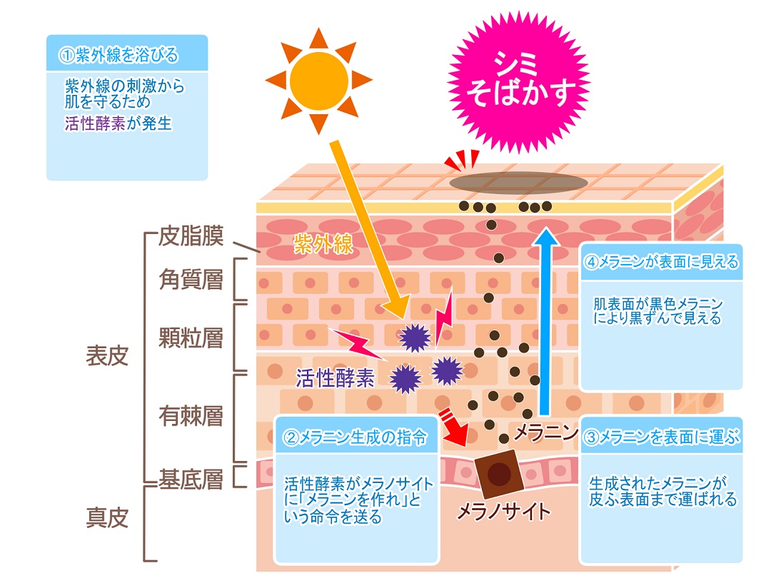 シミの原因、メラニンができる仕組み